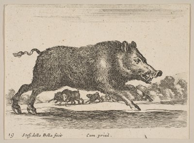 Tavla 19: vildsvin, från Diverse djur Diversi animali, ca. 1641. av Stefano della Bella