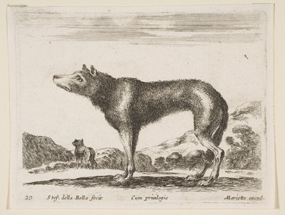 Tallrik 20: varg, från Diverse djur Diversi animali, ca. 1641. av Stefano della Bella