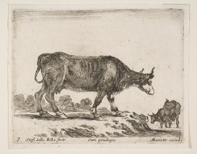 Tallrik 7: oxe, från Diverse djur Diversi animali, ca. 1641. av Stefano della Bella