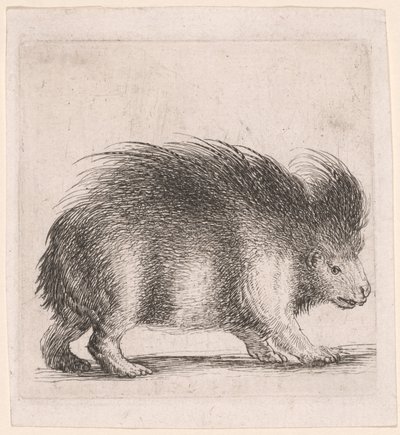 Piggsvinet, vänder sig åt höger av Stefano della Bella