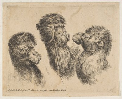 Tre kamelhuvuden, ca. 1641. av Stefano della Bella
