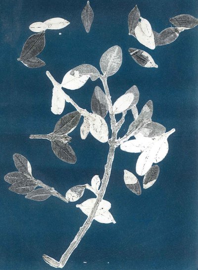 Midnight Garden II, 2015 (monoprint på papper) av Stephen Dow