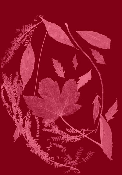 Red Foliage, 2017 (digital) av Stephen Dow