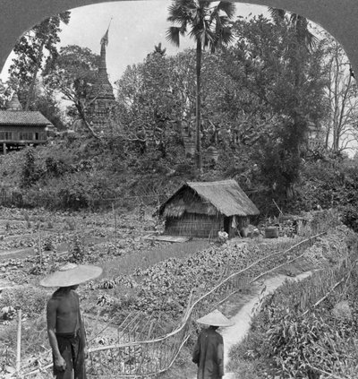 En grönsaksträdgård mitt bland pagoder, Bhamo, Burma, 1908 av Stereo Travel Co