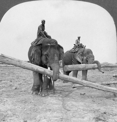 Elefanter som arbetar på en timmergård, Rangoon, Burma, 1908 av Stereo Travel Co