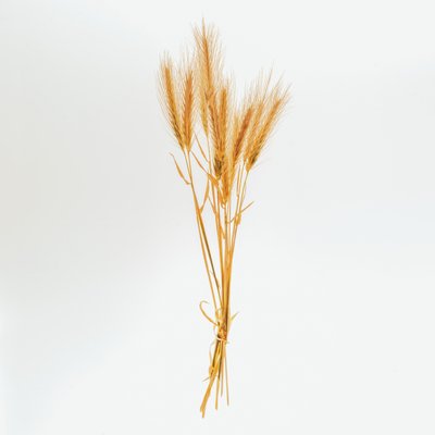 Barley No. 01, 2020 (foto) av Steve Gallagher