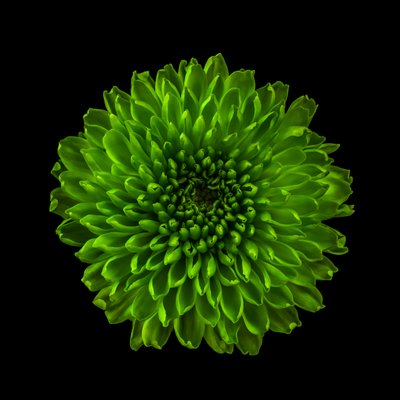 Chrysanthemum No. 01, 2020 (foto) av Steve Gallagher