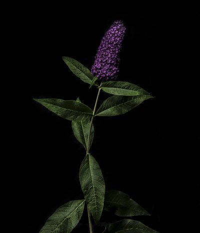 Lila Buddleja, 2020 (foto) av Steve Gallagher