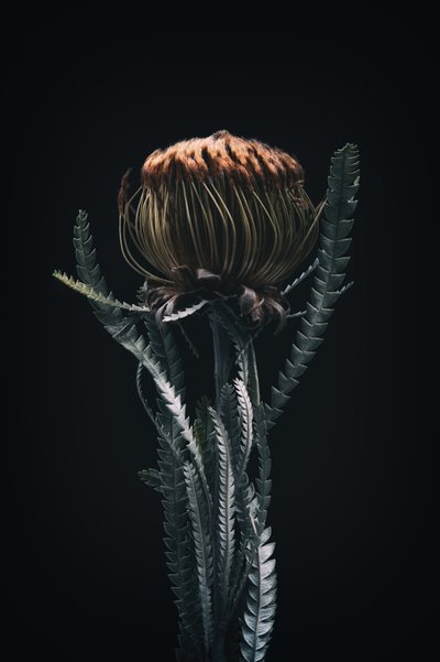 Enstaka Protea, 2021 (foto) av Steve Gallagher