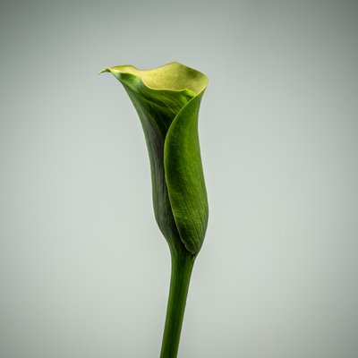 Enstaka grön Calla Lily, 2020 (foto) av Steve Gallagher
