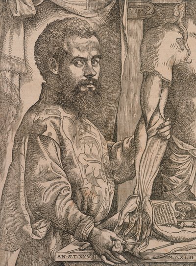 Andreas Vesalius dissekerar musklerna i underarmen på ett kadaver, 1543. av Steven van Calcar