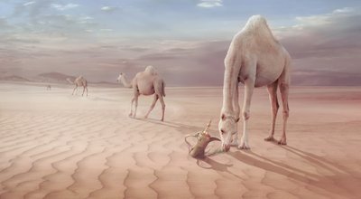 Kameler i den arabiska öknen av Sulaiman Almawash