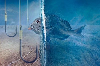Fisken ställs inför frestelsen av Sulaiman Almawash