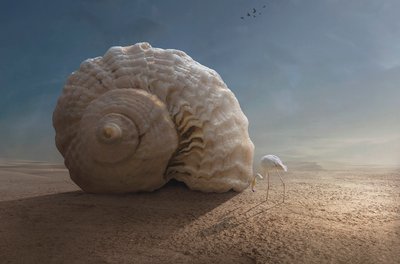 Flamingo och jätte snäcka av Sulaiman Almawash