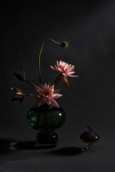 Eleganta rosa liljor av Summer2016