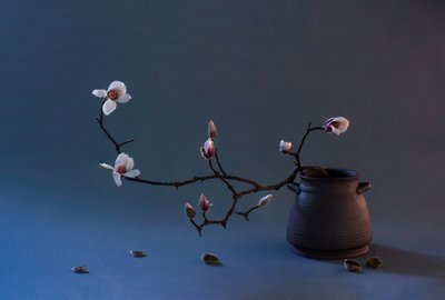 Zen-magnoliablomma av Summer2016