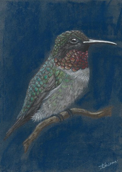 En livfull kolibri som sitter på en gren av Sunet Theron
