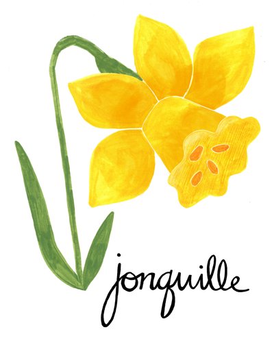 Illustration av en gul jonquil av Susan Black