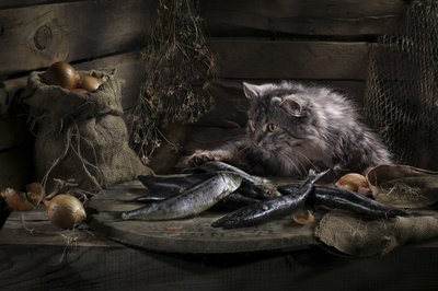 Den nyfikna katten och fisken av Svetlana Pavlоvskaja
