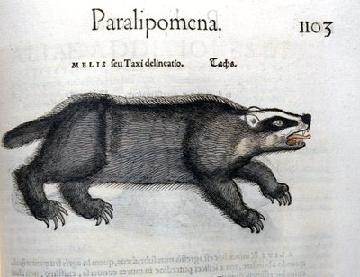 Grävling, illustration från 