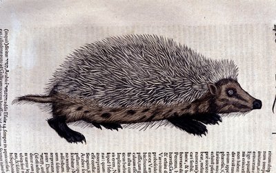 Igelkott, illustration från 