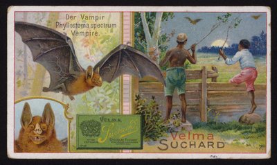 Vampyrfladdermus (chromolitho) av Swiss School