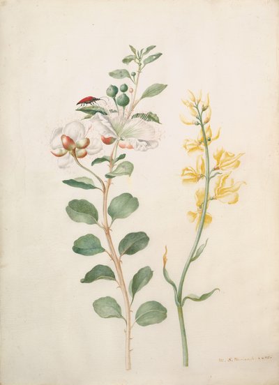 Studie av Kapris, Gorse och en skalbagge, 1693. av Sybilla Merian