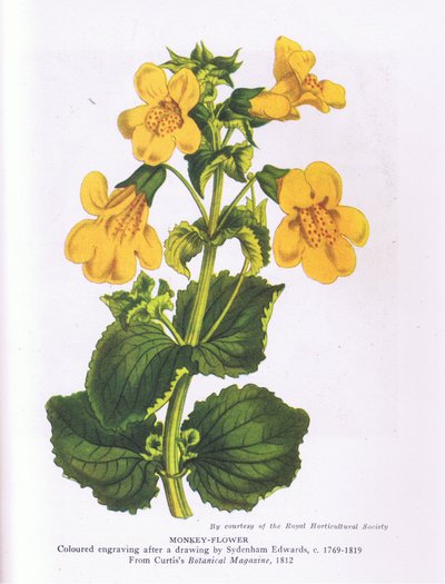 Monkey Flower, Nature in Britain publicerad av Collins 1946 (färg litho) av Sydenham Teast (after) Edwards