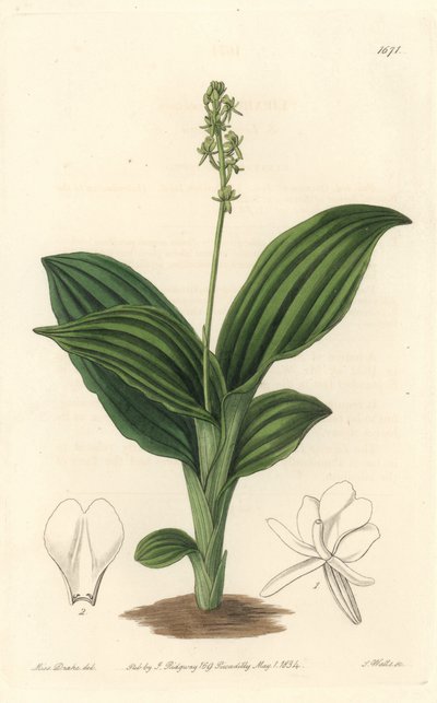 African Liparis Orchid - Water forte av S. Watts från en illustration av Sarah Anne Drake (1803-1857), från Botanical Register av Sydenham Teast Edwards