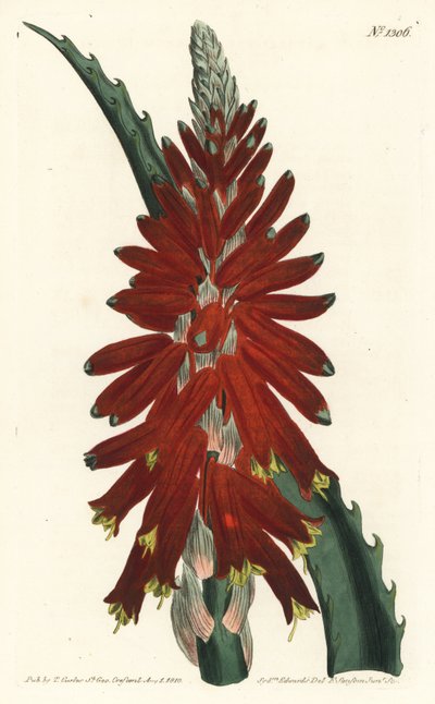 Aloe tree - Smalbladiga svärdaloe, Aloe arborescens. Handkolorerad kopparstick av F. Sansom Jr. efter en illustration av Sydenham Edwards från William Curtis