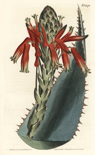 Aloe variant - Blå aloe, Aloe glauca (Rödryggad glaucous aloe, Aloe rhodacantha) - Handfärgad kopparstick av F. Sansom Jr. efter en illustration av Sydenham Edwards från William Curtis