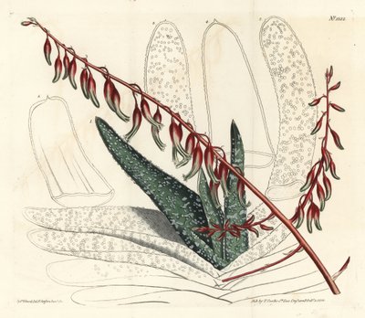 Aloe eventails - Fan aloe, Aloe plicatilis (Tongue aloe, Aloe lingua). Handkolorerad kopparstick av F. Sansom Jr. efter en illustration av Sydenham Edwards från William Curtis