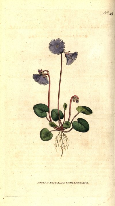 Alpin soldanella - Alpin soldanella, Soldanella alpina. Handkolorerad kopparstick efter en botanisk illustration av James Sowerby från William Curtis
