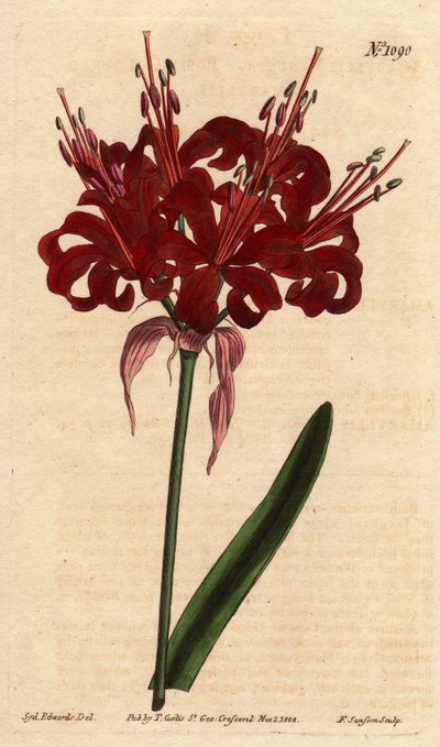 Amaryllisvallmofärg, med mörka crimson blommor, blommande från en enda fot. Ursprungligen från Cape of Good Esperance (Sydafrika). Vallmofärgad amaryllis, med djupa karmosinröda blommor som blommar från en enda stjälk. En infödd från Godahoppsudden. Amaryl av Sydenham Teast Edwards