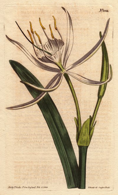 American pancratium har doftande vita blommor. Amerikansk pancratium med vita doftande blommor. Pancratium rotatum. Handfärgad kopparstick från en botanisk illustration av Sydenham Edwards från William Curtis "" Botanical Magazine"" 1790-1800. av Sydenham Teast Edwards