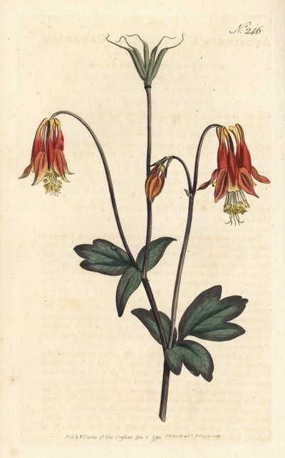 Ancolia du Canada - Kanadensisk akleja. Aquilegia canadensis. Handfärgad kopparstick av Sansom efter en illustration av Sydenham Edwards från William Curtis