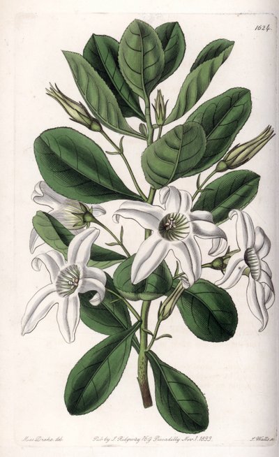 Anthocercis variete, infödd i Australien - Plåt graverad av S.Watts, från en illustration av Sarah Anne Drake (1803-1857), från Botanical Register of Sydenham Edwards (1768-1819), England av Sydenham Teast Edwards