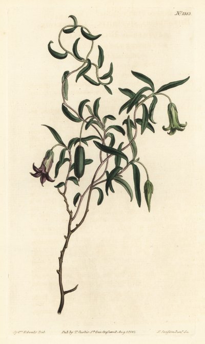 Äppelbär eller föränderlig blommig billardiera, Billardiera mutabilis - Handfärgad kopparstick av F. Sansom Jr. efter en illustration av Sydenham Edwards från William Curtis