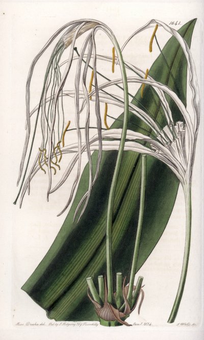 Araignee lilja eller havspåsklilja eller sjölilja - Plåt graverad av S.Watts, från en illustration av Sarah Anne Drake (1803-1857), från Botanical Register of Sydenham Edwards (1768-1819), England av Sydenham Teast Edwards