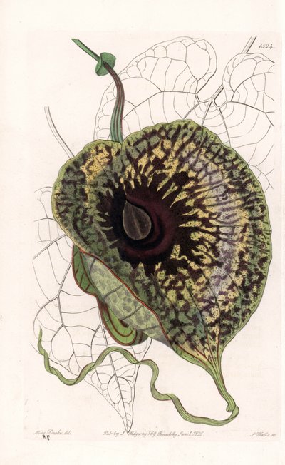 Aristoloche Variete - Tallrik graverad av S.Watts, från en illustration av Sarah Anne Drake (1803-1857), från Botanical Register of Sydenham Edwards (1768-1819), England av Sydenham Teast Edwards