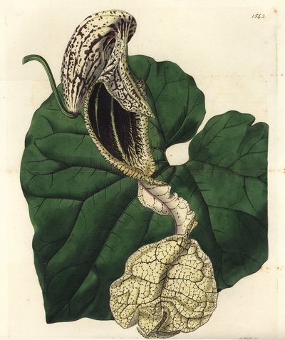 Aristoloche variete - Båtblommig födelseört, Aristolochia cymbifera. Handkolorerad kopparstick av S. Watts efter en illustration av Miss Sarah Drake från Sydenham Edwards