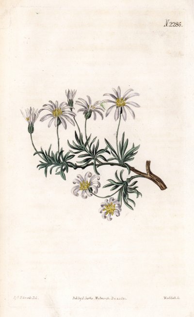 Aster tunnland - Buskeaster, Felicia fruticosa (Shrubby starwort, Aster fruticulosus). Handfärgad kopparstick av Weddell efter en illustration av Sydenham Edwards från Samuel Curtis "" Botanical Magazine,"" London av Sydenham Teast Edwards