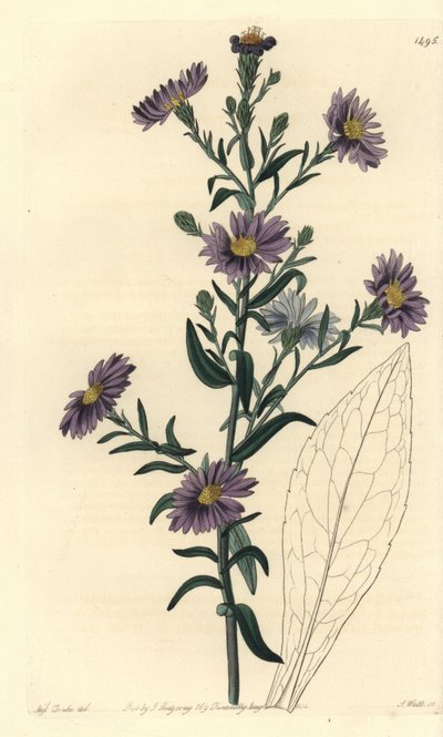Aster variant - Slät aster, Symphyotrichum laeve (Glaucous aster, Aster cyaneus). Handkolorerad kopparstick av S. Watts efter en illustration av Miss Sarah Drake från Sydenham Edwards