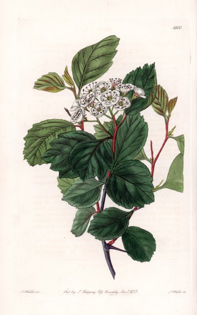 Aubepin eller vit tagg, infödd i Nordamerika - Graverad av S.Watts, från en illustration av Sarah Anne Drake (1803-1857), från Botanical Register of Sydenham Edwards (1768-1819), England av Sydenham Teast Edwards