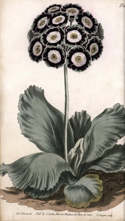 Auricle eller björnöra. Färgad kopparstick, illustration av Sydenham Edwards (1768-1819) för Conferences of Botanical, Botanical Garden of Lambeth (England) av Sydenham Teast Edwards
