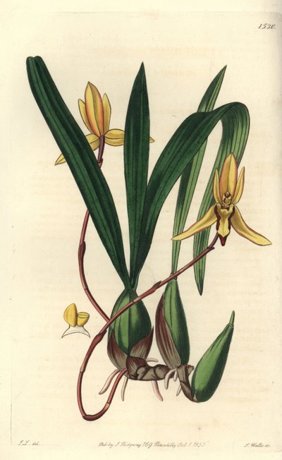 Australisk epifytisk orkidévariete - Brasiliorchis marginata orkidé (Rödkantad cymbidiumorkidé, Cymbidium marginatum). Handkolorerad kopparstick av S. Watts efter en illustration av John Lindley från Sydenham Edwards