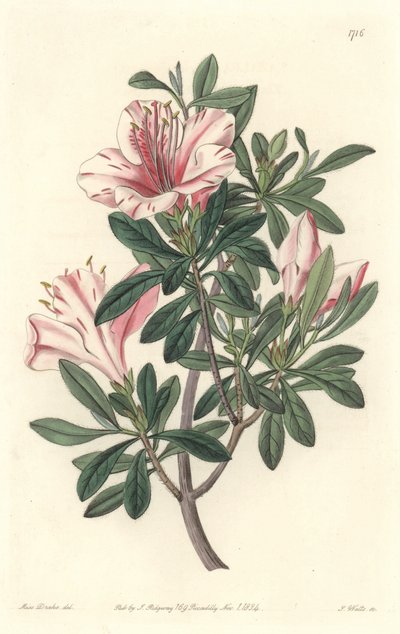 Azalee of Florists - S. Watts Strong Water från en illustration av Sarah Anne Drake (1803-1857), från Botanical Register av Sydenham Teast Edwards