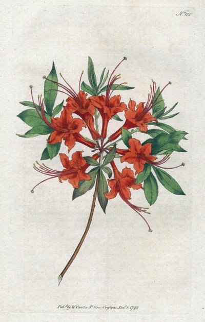 Azalee med bara blommor (Rhododendron periclymenoides) - Litografi av Sydenham Edwards (1768-1819), tallrik från Botanical Magazine av William Curtis (1746-1799) av Sydenham Teast Edwards