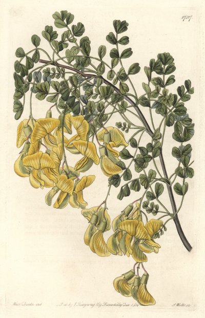 Baguenaudier du Nepal - Water forte av S. Watts från en illustration av Sarah Anne Drake (1803-1857), från Botanical Register av Sydenham Teast Edwards