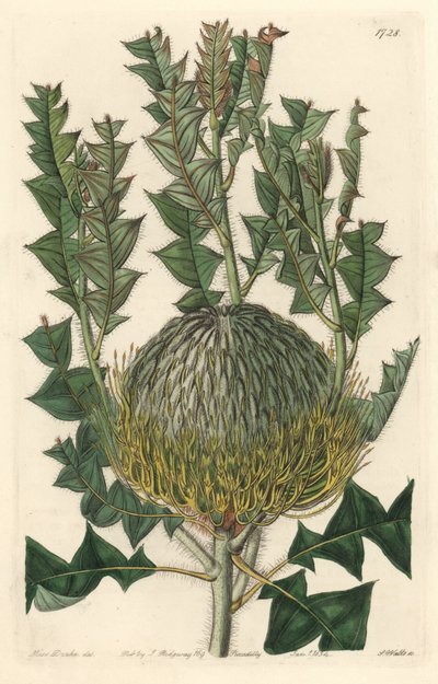 Banksia speciosa, ursprungligen från Australien - S. Watts starkt vatten från en illustration av Sarah Anne Drake (1803-1857), från Botanical Register av Sydenham Teast Edwards